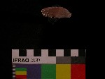 L_V19d1866 J1q471.4 Q926 dM f152 la.jpg L_V19d1866 J1q471.4 Q926 dM f152 la